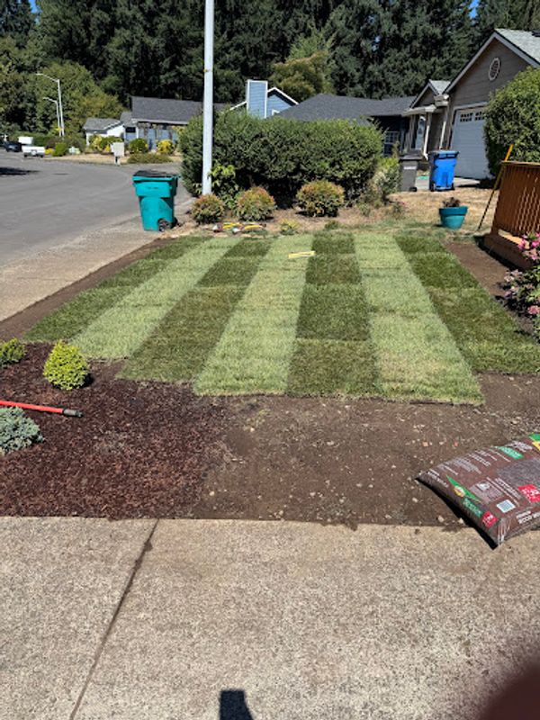 Fresh sod installation